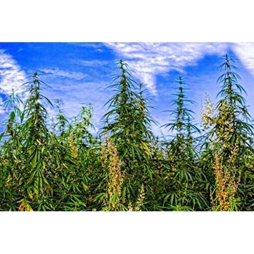 Hemp Oil 5,000mg 2-Pack Peppermint Hemp Oil Pure Hemp Oil and E...