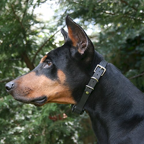 Educator BP-504 Bark-less Pro No Bark Collar Anti-Bark Control fo...