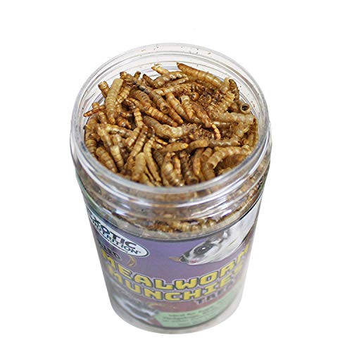 Mealworm Munchies 1.9 oz. - All Natural Healthy High Protein In...