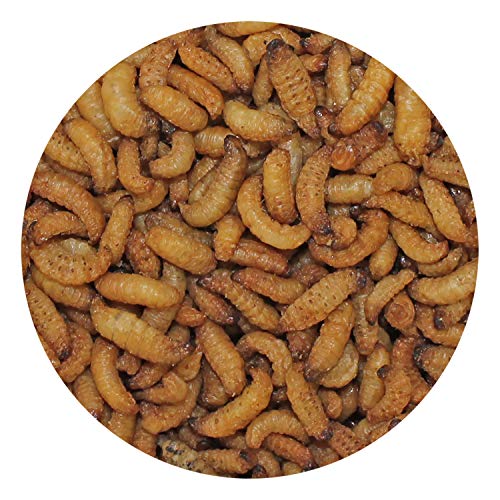 Wax Snax - Dried Wax Worm Insect Treat - Hedgehogs, Sugar Gliders...