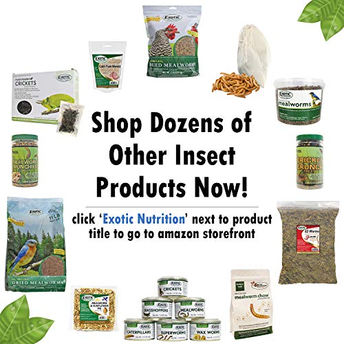Wax Snax - Dried Wax Worm Insect Treat - Hedgehogs, Sugar Gliders...
