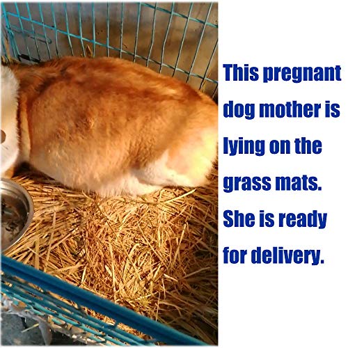 Grass Mat Woven Bed Mat for Small Animal Bunny Bedding Nest Chew ...