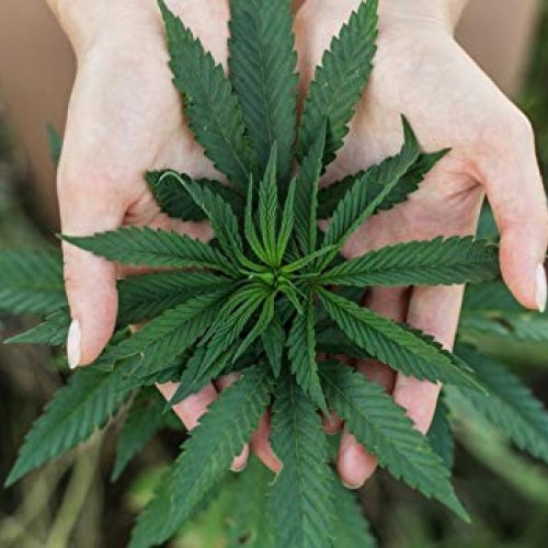 Anxiety Relief Hemp Pills - Hemp Seed Oil for Pain Relief - Hemp ...