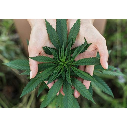 Anxiety Relief Hemp Pills - Hemp Seed Oil for Pain Relief - Hemp ...