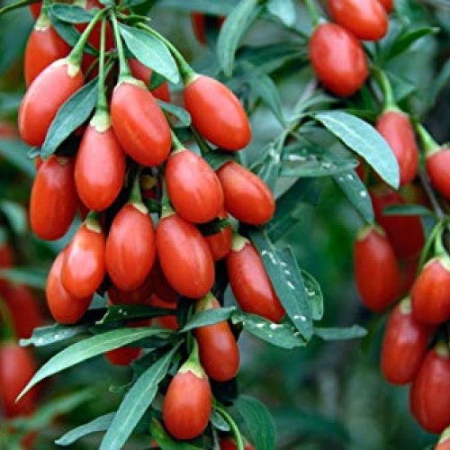 Blood Pressure lowering Products - Goji Berry - Natural ANTIOXIDA...