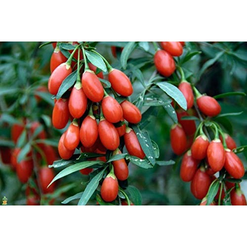 Blood Pressure lowering Products - Goji Berry - Natural ANTIOXIDA...