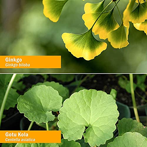 Herb Pharm Brain and Memory Liquid Herbal Formula with Ginkgo for...