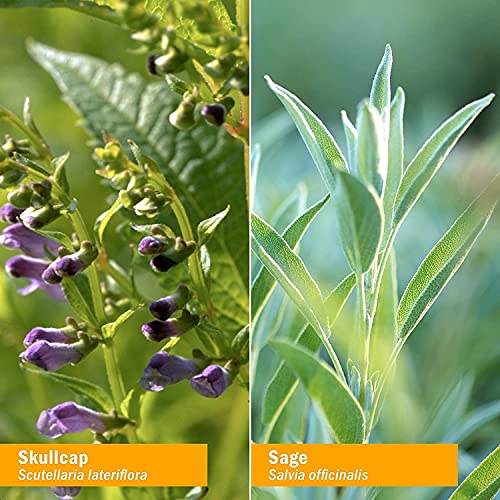 Herb Pharm Brain and Memory Liquid Herbal Formula with Ginkgo for...