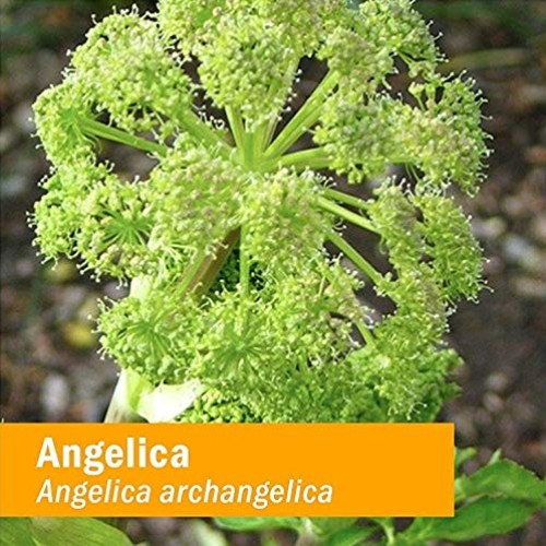 Herb Pharm Certified Organic Angelica Root Liquid Extract for Dig...