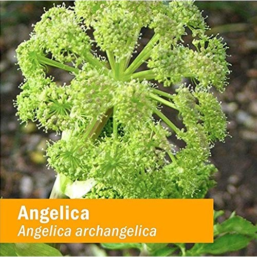 Herb Pharm Certified Organic Angelica Root Liquid Extract for Dig...