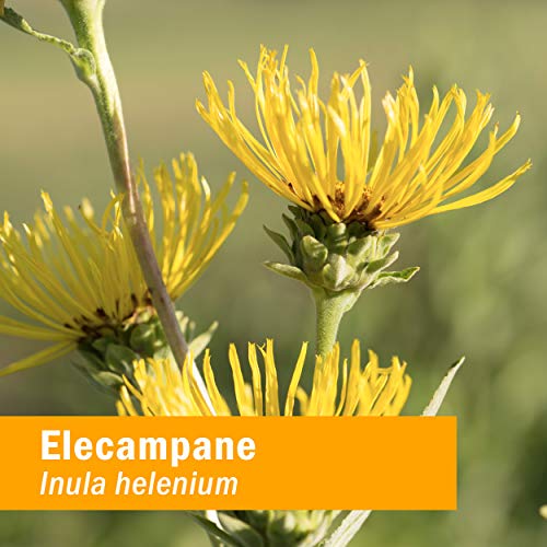 Herb Pharm Certified Organic Elecampane Liquid Extract for Respir...
