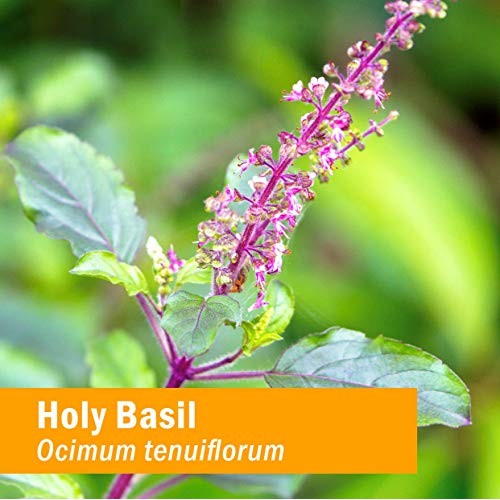 Herb Pharm Certified Organic Holy Basil Tulsi Liquid Extract fo...