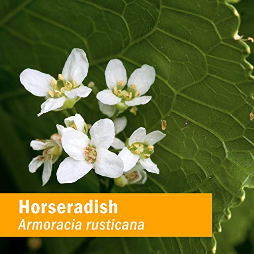 Herb Pharm Certified Organic Horseradish Liquid Extract for Respi...