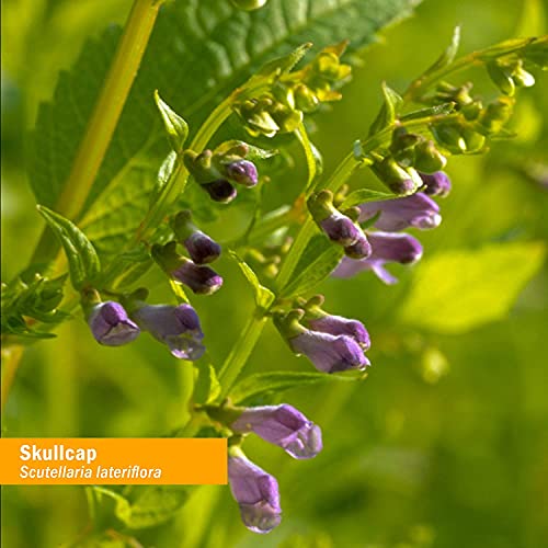 Herb Pharm Certified Organic Skullcap Liquid Extract for Nervous ...