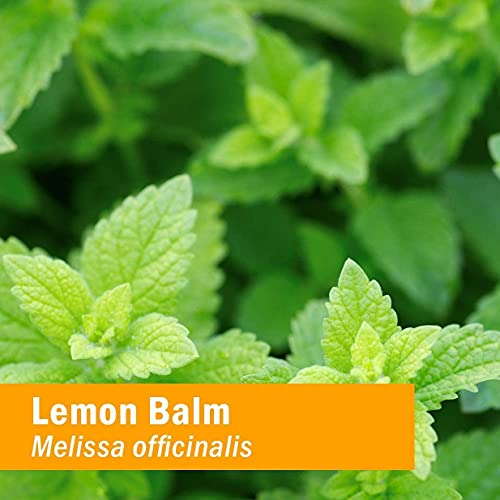 Herb Pharm Kids Certified-Organic Alcohol-Free Lemon Balm Calm Li...