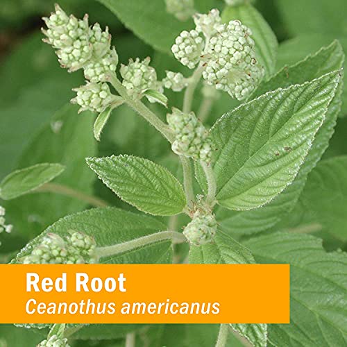 Herb Pharm Red Root Liquid Extract for Cleansing and Detoxifying ...