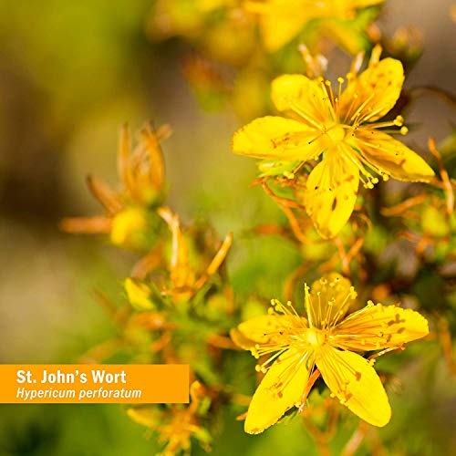 Herb Pharm St. Johns Wort Topical Oil - 4 Ounce