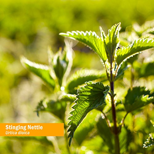 Herb Pharm Stinging Nettle Blend Liquid Extract - 1 Ounce DNETT01