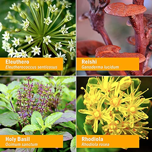 Herb Pharm Stress Manager Herbal Formula with Rhodiola and Holy B...