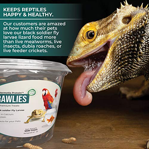Hermetia Protein Large CRAWLIES 1000 count Live Black Soldier F...