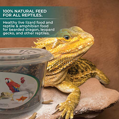 Hermetia Protein Large CRAWLIES 1000 count Live Black Soldier F...