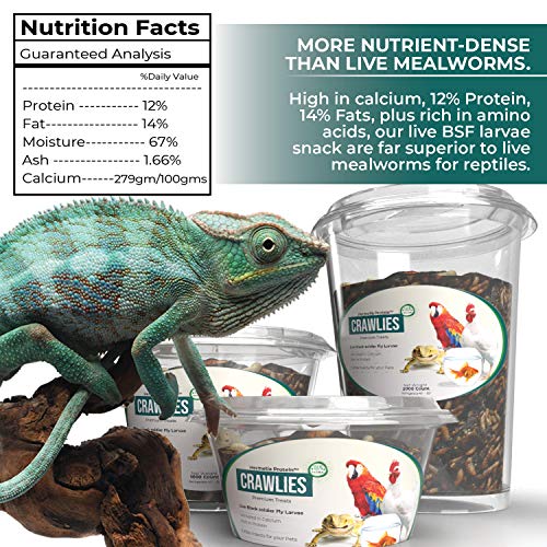 Hermetia Protein Large CRAWLIES 1000 count Live Black Soldier F...