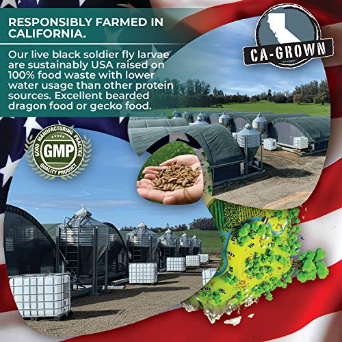 Hermetia Protein Large CRAWLIES 1000 count Live Black Soldier F...