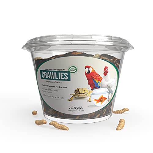 Hermetia Protein Large CRAWLIES 1000 count Live Black Soldier F...