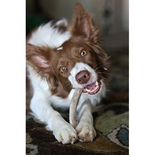 hotspot pets Premium Elk Antlers for Dogs, Naturally Shed Elk Ant...