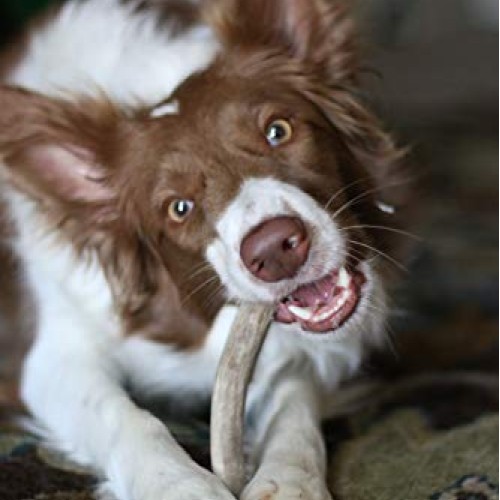 hotspot pets Premium Elk Antlers for Dogs, Naturally Shed Elk Ant...