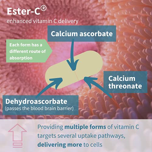 Ester-C 1400mg, High Dose Buffered Vitamin C 1000mg, 24-Hour Immu...