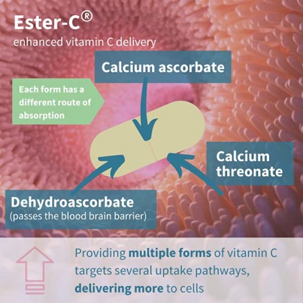 Ester-C 1400mg, High Dose Buffered Vitamin C 1000mg, 24-Hour Immu...