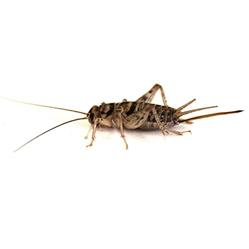Joshs Frogs 1/2 Banded Crickets 500 Count