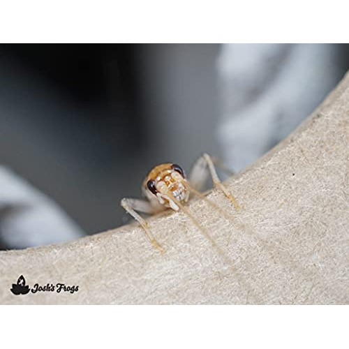 Joshs Frogs 1/2 Banded Crickets 500 Count