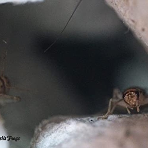 Joshs Frogs 1/2 Banded Crickets 500 Count