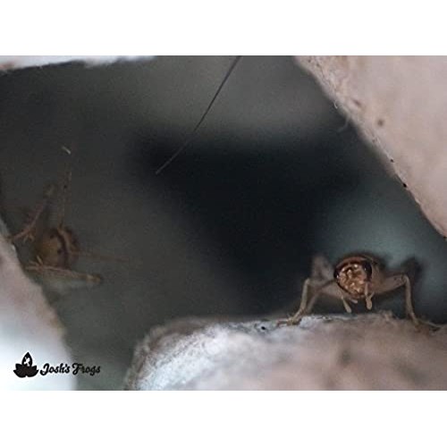 Joshs Frogs 1/2 Banded Crickets 500 Count