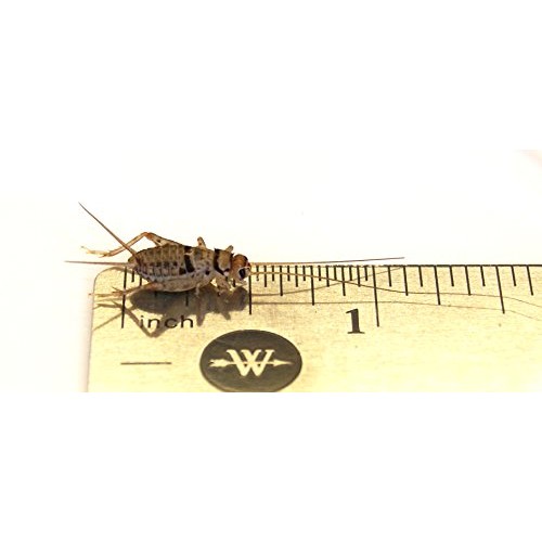 Joshs Frogs 1/2 Banded Crickets 500 Count
