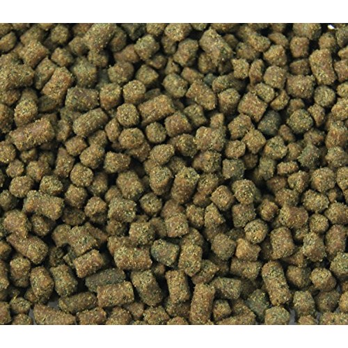Joshs Frogs Dart Frog Tadpole Food 2 oz