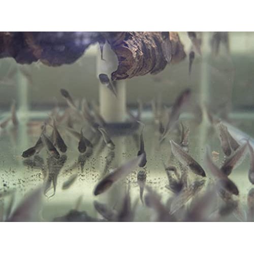 Joshs Frogs Tree Frog & Toad Tadpole Food 1.75 oz