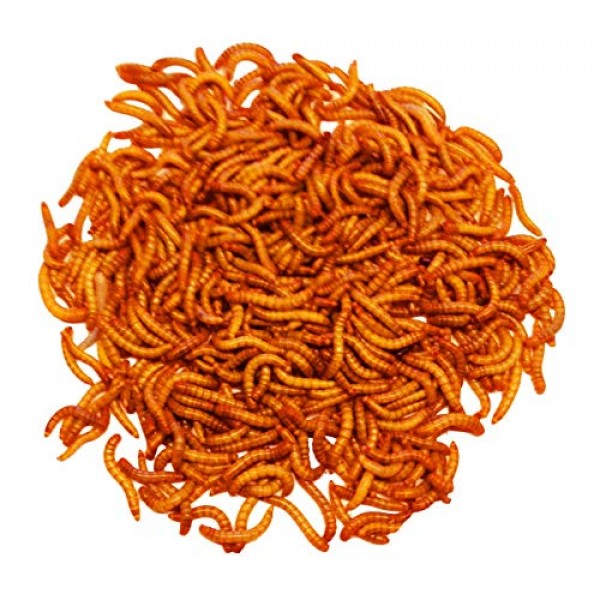 Mealworms Live 250 Medium for Reptile, Birds, Chickens, Fish Food...