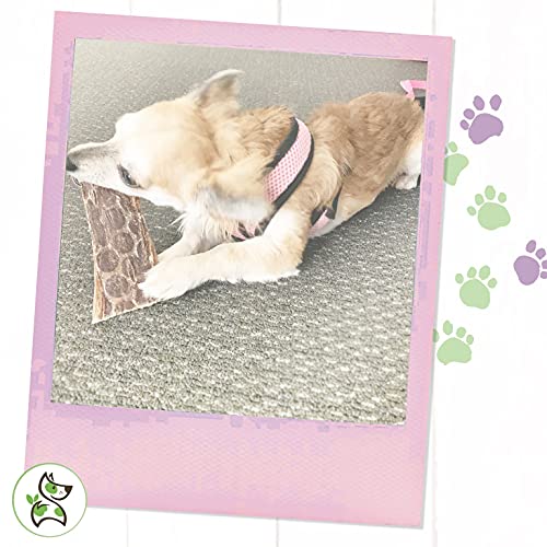 Nature Gnaws Beef Jerky Bites for Small Dogs - Premium Natural Tr...