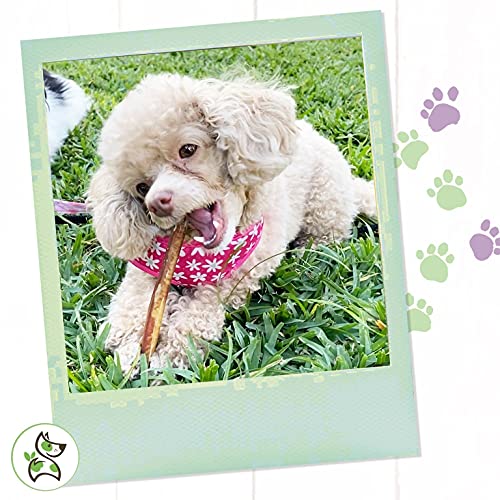 Nature Gnaws Thin Bully Sticks for Small Dogs - Premium Natural B...