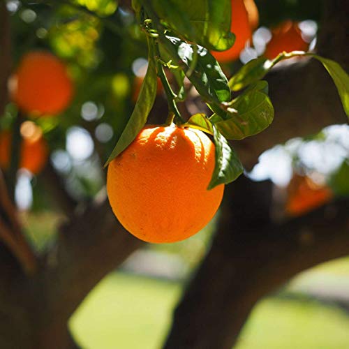 Natures Answer Bio-Flavonoids and Rose Hips with Organic Alcohol...