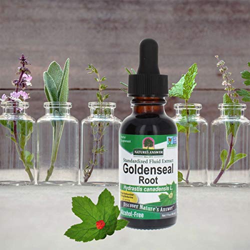 Natures Answer Golden Seal Root Extract Alcohol Free 1 Ounce | N...