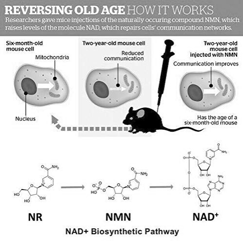 Pure-NMN Nicotinamide Mononucleotide Extreme Potency 500mg Capsul...
