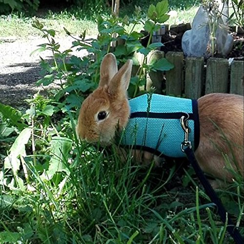 pawstrip Harness with Leash for Rabbits Rats and Guinea Pigs,Smal...