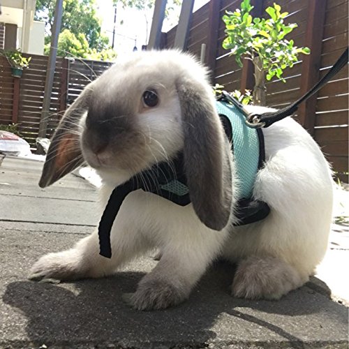 pawstrip Harness with Leash for Rabbits Rats and Guinea Pigs,Smal...