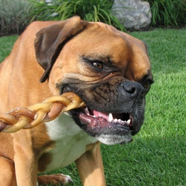12 Braided Bully Sticks for Dogs 25 Pack - Natural Bulk Dog De...