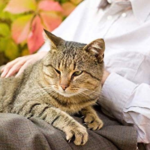 Pet Supplements cat Joint Pain Relief - Natural Pain Relief for C...
