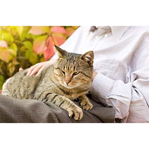 Pet Supplements cat Joint Pain Relief - Natural Pain Relief for C...